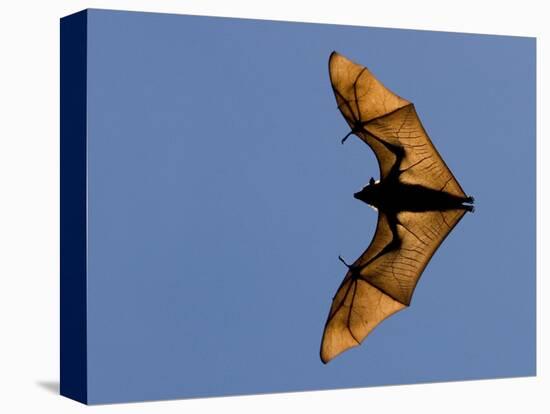 Madagascar Fruit Bat Flying Fox Berenty Reserve, Madagascar-Edwin Giesbers-Stretched Canvas