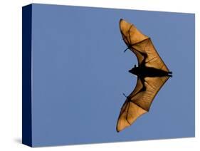 Madagascar Fruit Bat Flying Fox Berenty Reserve, Madagascar-Edwin Giesbers-Stretched Canvas