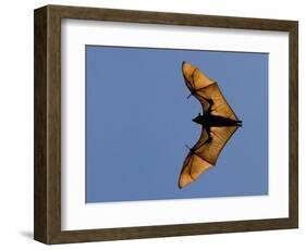 Madagascar Fruit Bat Flying Fox Berenty Reserve, Madagascar-Edwin Giesbers-Framed Photographic Print