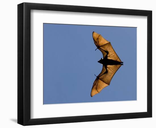 Madagascar Fruit Bat Flying Fox Berenty Reserve, Madagascar-Edwin Giesbers-Framed Photographic Print