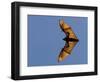 Madagascar Fruit Bat Flying Fox Berenty Reserve, Madagascar-Edwin Giesbers-Framed Photographic Print