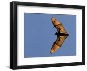 Madagascar Fruit Bat Flying Fox Berenty Reserve, Madagascar-Edwin Giesbers-Framed Photographic Print