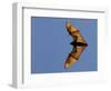 Madagascar Fruit Bat Flying Fox Berenty Reserve, Madagascar-Edwin Giesbers-Framed Photographic Print