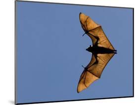 Madagascar Fruit Bat Flying Fox Berenty Reserve, Madagascar-Edwin Giesbers-Mounted Photographic Print