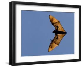 Madagascar Fruit Bat Flying Fox Berenty Reserve, Madagascar-Edwin Giesbers-Framed Photographic Print