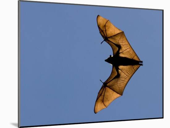 Madagascar Fruit Bat Flying Fox Berenty Reserve, Madagascar-Edwin Giesbers-Mounted Photographic Print