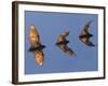 Madagascar Fruit Bat Flying Fox Berenty Reserve, Madagascar-Edwin Giesbers-Framed Photographic Print