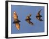 Madagascar Fruit Bat Flying Fox Berenty Reserve, Madagascar-Edwin Giesbers-Framed Photographic Print