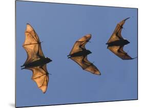 Madagascar Fruit Bat Flying Fox Berenty Reserve, Madagascar-Edwin Giesbers-Mounted Photographic Print