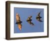 Madagascar Fruit Bat Flying Fox Berenty Reserve, Madagascar-Edwin Giesbers-Framed Photographic Print