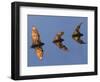 Madagascar Fruit Bat Flying Fox Berenty Reserve, Madagascar-Edwin Giesbers-Framed Photographic Print