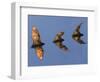 Madagascar Fruit Bat Flying Fox Berenty Reserve, Madagascar-Edwin Giesbers-Framed Photographic Print