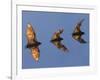 Madagascar Fruit Bat Flying Fox Berenty Reserve, Madagascar-Edwin Giesbers-Framed Photographic Print