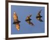 Madagascar Fruit Bat Flying Fox Berenty Reserve, Madagascar-Edwin Giesbers-Framed Photographic Print