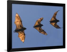 Madagascar Fruit Bat Flying Fox Berenty Reserve, Madagascar-Edwin Giesbers-Framed Photographic Print