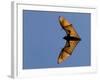 Madagascar Fruit Bat Flying Fox Berenty Reserve, Madagascar-Edwin Giesbers-Framed Photographic Print