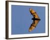 Madagascar Fruit Bat Flying Fox Berenty Reserve, Madagascar-Edwin Giesbers-Framed Photographic Print