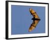 Madagascar Fruit Bat Flying Fox Berenty Reserve, Madagascar-Edwin Giesbers-Framed Photographic Print