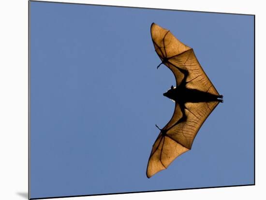 Madagascar Fruit Bat Flying Fox Berenty Reserve, Madagascar-Edwin Giesbers-Mounted Photographic Print