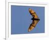 Madagascar Fruit Bat Flying Fox Berenty Reserve, Madagascar-Edwin Giesbers-Framed Photographic Print