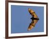 Madagascar Fruit Bat Flying Fox Berenty Reserve, Madagascar-Edwin Giesbers-Framed Photographic Print