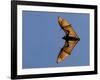 Madagascar Fruit Bat Flying Fox Berenty Reserve, Madagascar-Edwin Giesbers-Framed Photographic Print