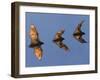 Madagascar Fruit Bat Flying Fox Berenty Reserve, Madagascar-Edwin Giesbers-Framed Photographic Print