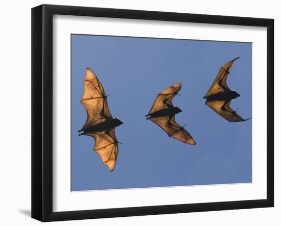 Madagascar Fruit Bat Flying Fox Berenty Reserve, Madagascar-Edwin Giesbers-Framed Photographic Print