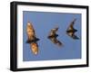 Madagascar Fruit Bat Flying Fox Berenty Reserve, Madagascar-Edwin Giesbers-Framed Photographic Print