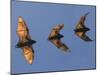 Madagascar Fruit Bat Flying Fox Berenty Reserve, Madagascar-Edwin Giesbers-Mounted Photographic Print