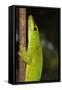 Madagascar Giant Day Gecko (Phelsuma Madagascariensis Grandis), Madagascar, Africa-G &-Framed Stretched Canvas
