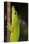 Madagascar Giant Day Gecko (Phelsuma Madagascariensis Grandis), Madagascar, Africa-G &-Stretched Canvas