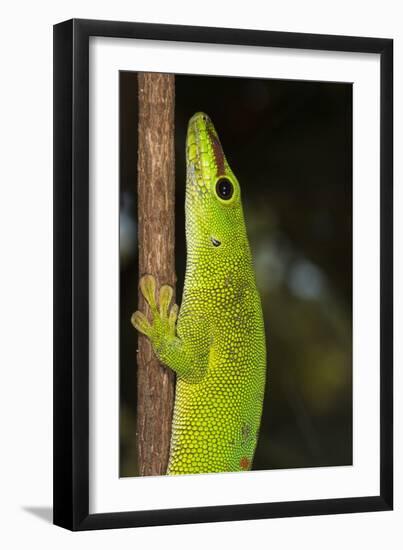 Madagascar Giant Day Gecko (Phelsuma Madagascariensis Grandis), Madagascar, Africa-G &-Framed Premium Photographic Print