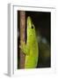 Madagascar Giant Day Gecko (Phelsuma Madagascariensis Grandis), Madagascar, Africa-G &-Framed Premium Photographic Print