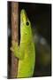 Madagascar Giant Day Gecko (Phelsuma Madagascariensis Grandis), Madagascar, Africa-G &-Mounted Premium Photographic Print