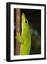 Madagascar Giant Day Gecko (Phelsuma Madagascariensis Grandis), Madagascar, Africa-G &-Framed Photographic Print