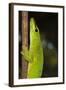 Madagascar Giant Day Gecko (Phelsuma Madagascariensis Grandis), Madagascar, Africa-G &-Framed Photographic Print