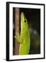 Madagascar Giant Day Gecko (Phelsuma Madagascariensis Grandis), Madagascar, Africa-G &-Framed Photographic Print