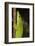 Madagascar Giant Day Gecko (Phelsuma Madagascariensis Grandis), Madagascar, Africa-G &-Framed Photographic Print