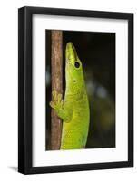 Madagascar Giant Day Gecko (Phelsuma Madagascariensis Grandis), Madagascar, Africa-G &-Framed Photographic Print