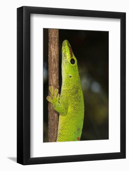 Madagascar Giant Day Gecko (Phelsuma Madagascariensis Grandis), Madagascar, Africa-G &-Framed Photographic Print