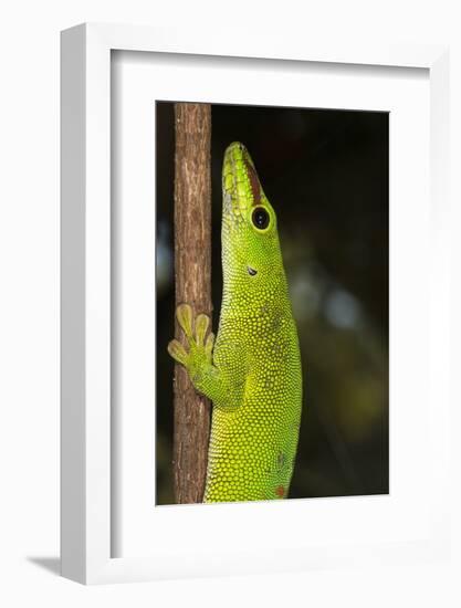 Madagascar Giant Day Gecko (Phelsuma Madagascariensis Grandis), Madagascar, Africa-G &-Framed Photographic Print