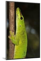 Madagascar Giant Day Gecko (Phelsuma Madagascariensis Grandis), Madagascar, Africa-G &-Mounted Photographic Print