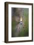 Madagascar Golden Orb Weaver (Nephila inaurata madagascariensis), Madagascar-Carlo Morucchio-Framed Photographic Print