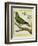 Madagascar Green Pigeon-Georges-Louis Buffon-Framed Giclee Print