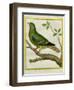 Madagascar Green Pigeon-Georges-Louis Buffon-Framed Giclee Print