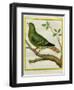 Madagascar Green Pigeon-Georges-Louis Buffon-Framed Giclee Print