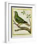 Madagascar Green Pigeon-Georges-Louis Buffon-Framed Giclee Print