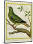 Madagascar Green Pigeon-Georges-Louis Buffon-Mounted Giclee Print