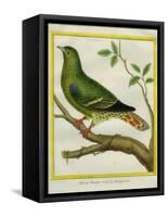 Madagascar Green Pigeon-Georges-Louis Buffon-Framed Stretched Canvas